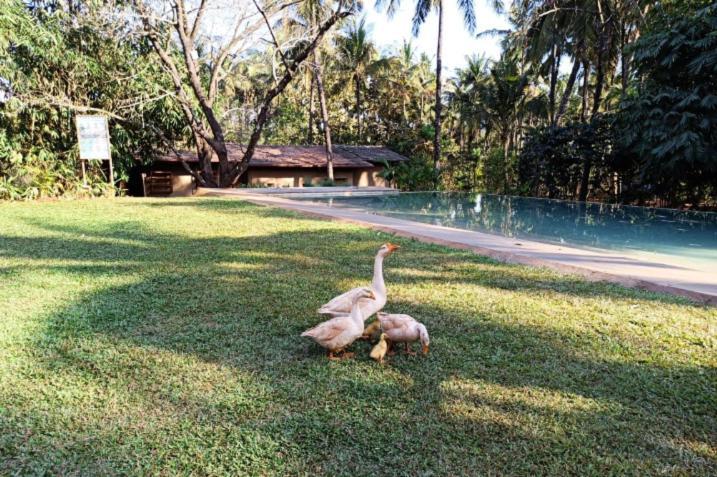 The Orchard Resort Belgaum Eksteriør billede